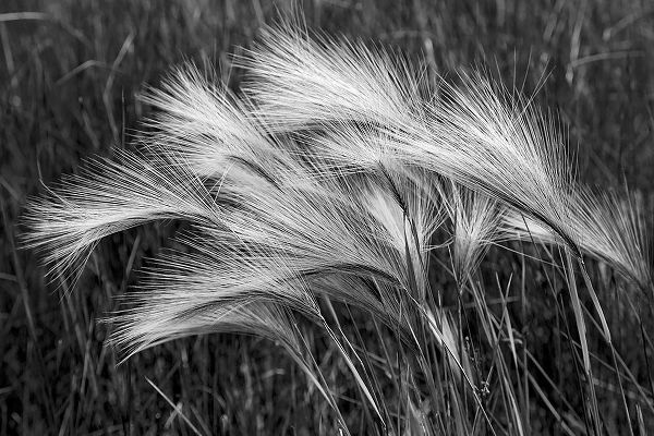 Jones, Adam 아티스트의 Foxtail grasses-Mono Lake-Tufa State Natural Reserve-California작품입니다.